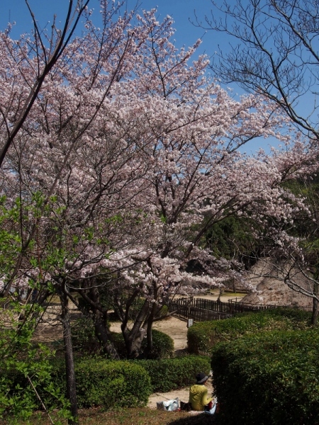（写真）桜20150402-1